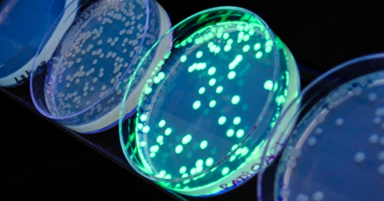 如何應對軍團菌的檢驗|Punmicro從培養(yǎng)到計數(shù)帶給你極致體驗