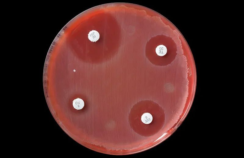 PIXL功能新花樣，看看P-ZOL如何在抑菌圈上做“文章”