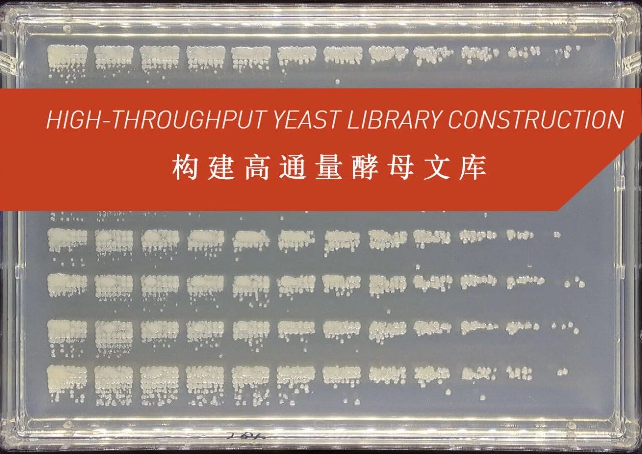 ROTOR自動化技術(shù)——快速構(gòu)建高通量酵母文庫